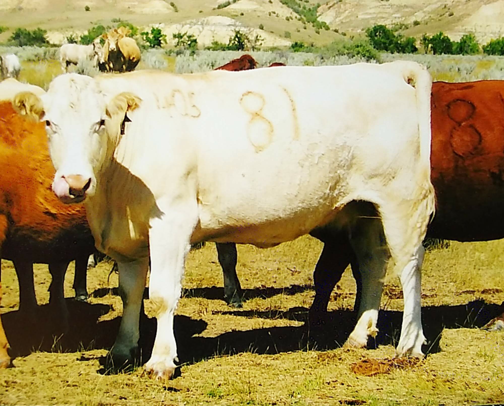 Cattle at the Bjorge farm in NE Montana